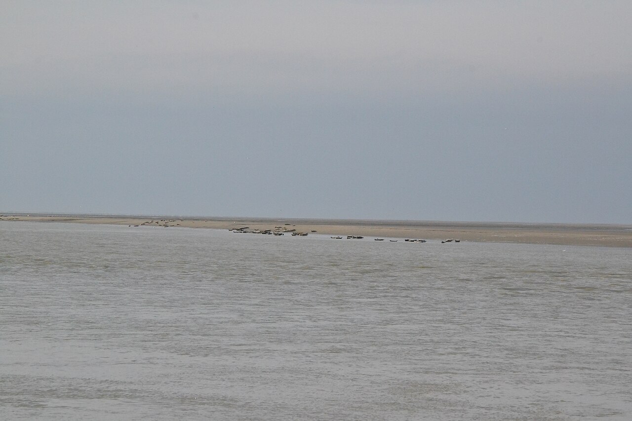 Colonie de phoques communs en baie de Somme. Photographie : LucasD, Wikimedia Commons, licence CC BY-SA 4.0.